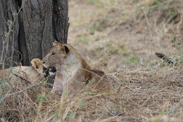 pair of female lionesses laying in the grass under a tree in the savannah of tarangire national park tanzania