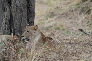 pair of female lionesses laying in the grass under a tree in the savannah of tarangire national park tanzania