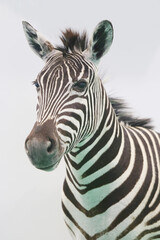 Head shot portrait of African zebra. African wildlife. African safari and wild animals. Travel to Africa