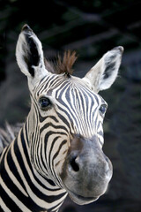 Naklejka premium Head shot portrait of African zebra. African wildlife. African safari and wild animals. Travel to Africa