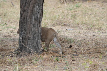 portrait of a lioness in tarangire national park tanzania