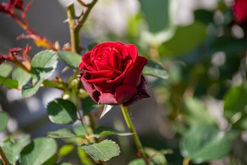 red rose in the garden.