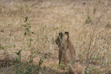 shot of the back of a lioness sitting in the savannah of the tarangire national park in tanzania