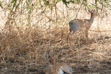 portrait of a male and female dikdik laying under a tree in the savannah of tarangire national park
