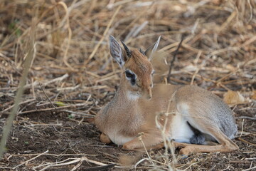 portrait of a male dikdik laying in the savannah of the tarangire national park tanzania