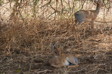 portrait of a male and female dikdik laying under a tree in the savannah of tarangire national park