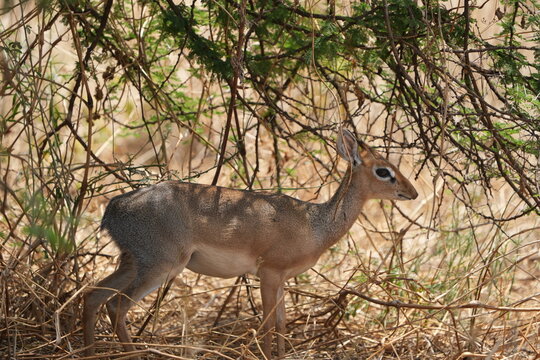portrait of a female dikdik standing under a tree in tarangire national park tanzania, safari
