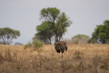 ostrich in the savannah of tarangire national park tanzania safari