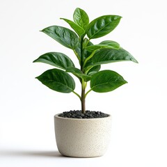 A small indoor potted plant with green leaves, white background, ultra-detailed