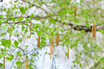 Birch. the tree comes alive in spring. Close-up of birch catkins in a spring park, allergic to pollen of spring flowering plants. birch buds in spring, on a branch, natural background. green leaves