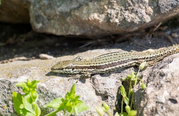 A green lizard basks on a large stone in the forest.