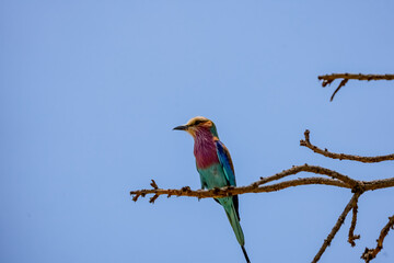 portrait of a lilac breasted roller against a blue sky in tarangire national park tanzania
