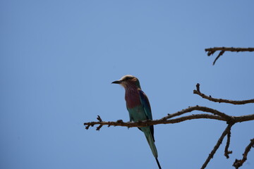 portrait of a lilac breasted roller against a blue sky in tarangire national park tanzania