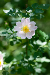 Fototapeta premium beautiful rosehip flower close up. Rosehip, Rosa canina light pink flowers bloom on the branches, beautiful wild shrub. Rosa woodsii, a variety of rose hips known as woods or indoor rose. text
