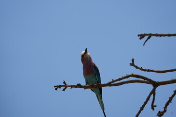 portrait of a lilac breasted roller against a blue sky in tarangire national park tanzania