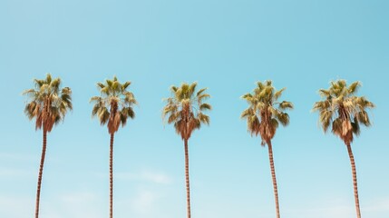 row pineapples palm trees