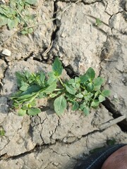 Green Plant Growing in Cracked Soil
