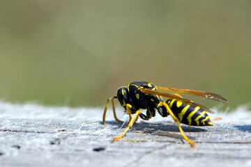Vespula germanica, European wasp, German wasp. while scratching a wooden surface with its jaws, from which cellulose will be obtained, to build the nest. Isolated specimen, macro insect