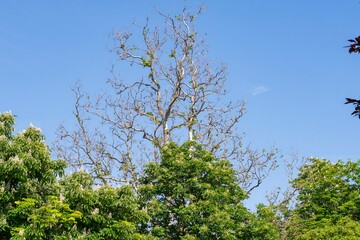 trees in the sky. Crowns of trees against the blue sky