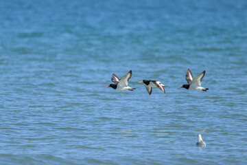 A group of Eurasian Oystercatchers flying over the beach