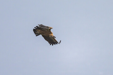 One griffon vulture flying in front of grey sky