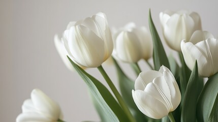Serene White Tulips in Full Bloom, Delicate Petals and Green Leaves, Soft Gray Background, Shallow Depth of Field, Floral Unity