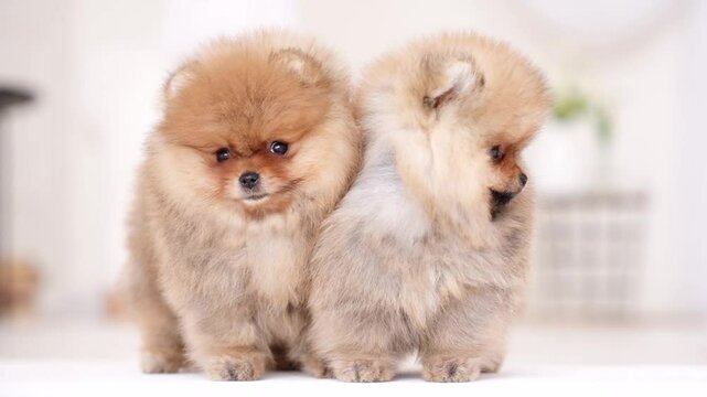two cute fluffy little spitz puppies sitting next to each other and posing for the camera on a light background in the studio
