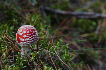 Mushrooms toadstools, fly red mushrooms fungi. red amanita in forest Autumn, orange mushroom, fly agaric in the forest, uneatable mushroom, amanita muscaria in the park, poisonous mushroom