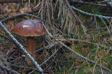 one big white mushroom boletus. Mushrooms cut in woods in forest. Boletus edulis, eatable. Popular white Boletus mushrooms in plantation. Mushrooming hobby, collecting food, vegan, protein source