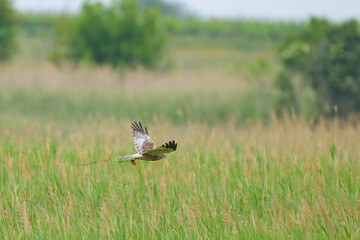 A Western Marsh Harrier flying on a cloudy day