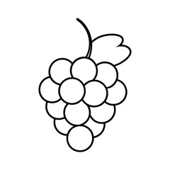 grapes vector illustration