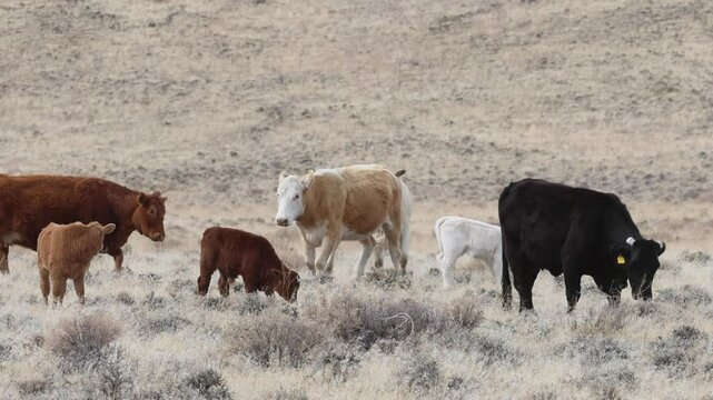 Two cows clash in a dispute among a herd grazing in the high desert of northern Nevada near the Pyramid Lake Reservation.