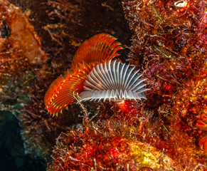 Schizobranchia insignis ,marine,feather duster worm.