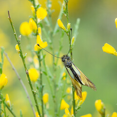 Libelloides coccajus