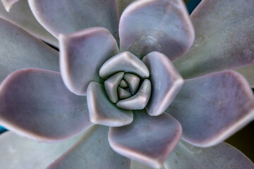 Purple, pink and gray succulent plant heart. Close-up of cactus texture. Botanical.
