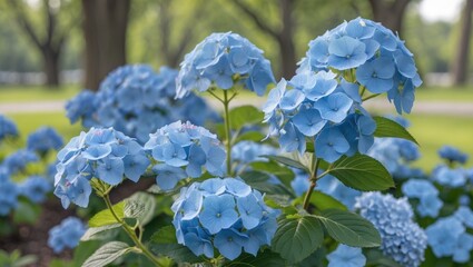 Blue Hydrangea Flowers Blooming in Park During Early Summer with Lush Greenery and Space for Text Overlay