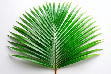 Lush Tropical Palm Leaf Flat Lay on White Background - Panoramic Stock Photo