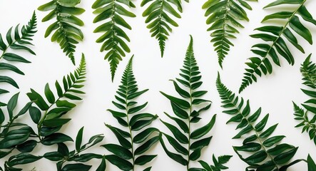 Variety of Fern Leaves Displayed on a Bright White Background for Nature Inspired Design and Decoration