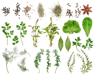 Large set of fresh green herbs and spices: basil, rosemary, thyme, mint, parsley, cilantro, lettuce leaves, bay leaf, and oregano. Top view on white background, herb collection.