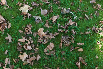 Feuilles mortes en automne