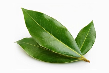 Obraz premium Fresh Laurel leaves isolated on white background. Green bay leaf. 