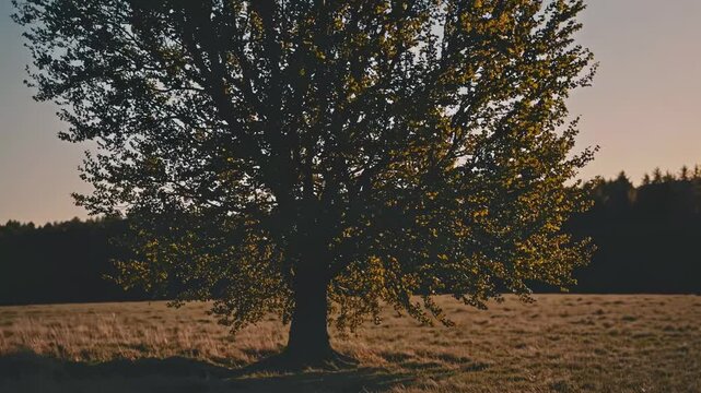 A serene landscape video captures a lone tree in a field at sunset. The low-angle shot emphasizes the tree's silhouette against the golden sky.