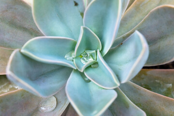 Green blue gray succulent plant heart. Close up of cactus texture. Botany and water drops.