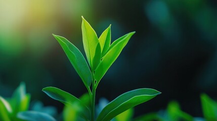 Fototapeta premium Sunrise Plant Sprout Growth Nature Background Ecology