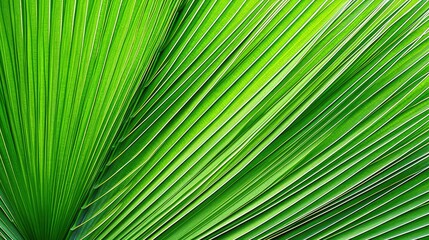 veins palm leaf pattern