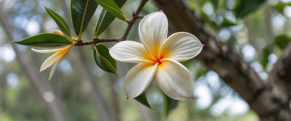 Obraz premium Plumeria Flower Blooming on Branch Surrounded by Lush Greenery in Natural Environment