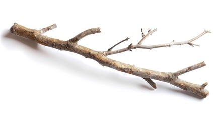 A dry, textured branch lying on a white background, showcasing natural wood patterns and potential for crafts