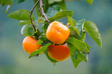 Persimmon tree fresh fruit that is ripened is hanging on the branches in the plant garden is juicy fruit and ripe fruit with persimmon trees lovely crisp juicy sweet hard crisp varieties.