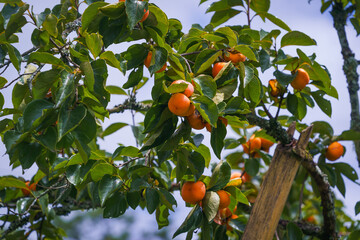 Persimmon tree fresh fruit that is ripened is hanging on the branches in the plant garden is juicy fruit and ripe fruit with persimmon trees lovely crisp juicy sweet hard crisp varieties.