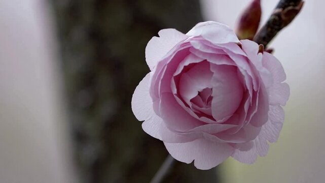 Cherry blossom blooms slowly revealing petals, close up shot, neutral color grade, tree bark faintly visible behind.
